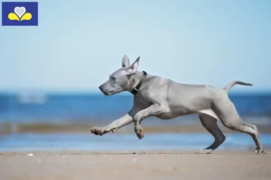 Read more about the article Thai Ridgeback breeders and puppies in Brussels-Capital Region
