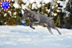 Read more about the article Thai Ridgeback breeders and puppies in Centre-Val de Loire