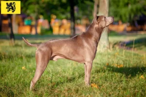 Read more about the article Thai Ridgeback breeders and puppies in Flanders