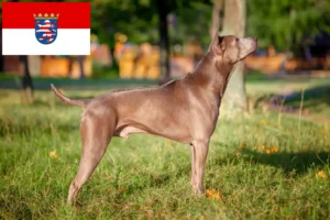 Read more about the article Thai Ridgeback breeders and puppies in Hessen