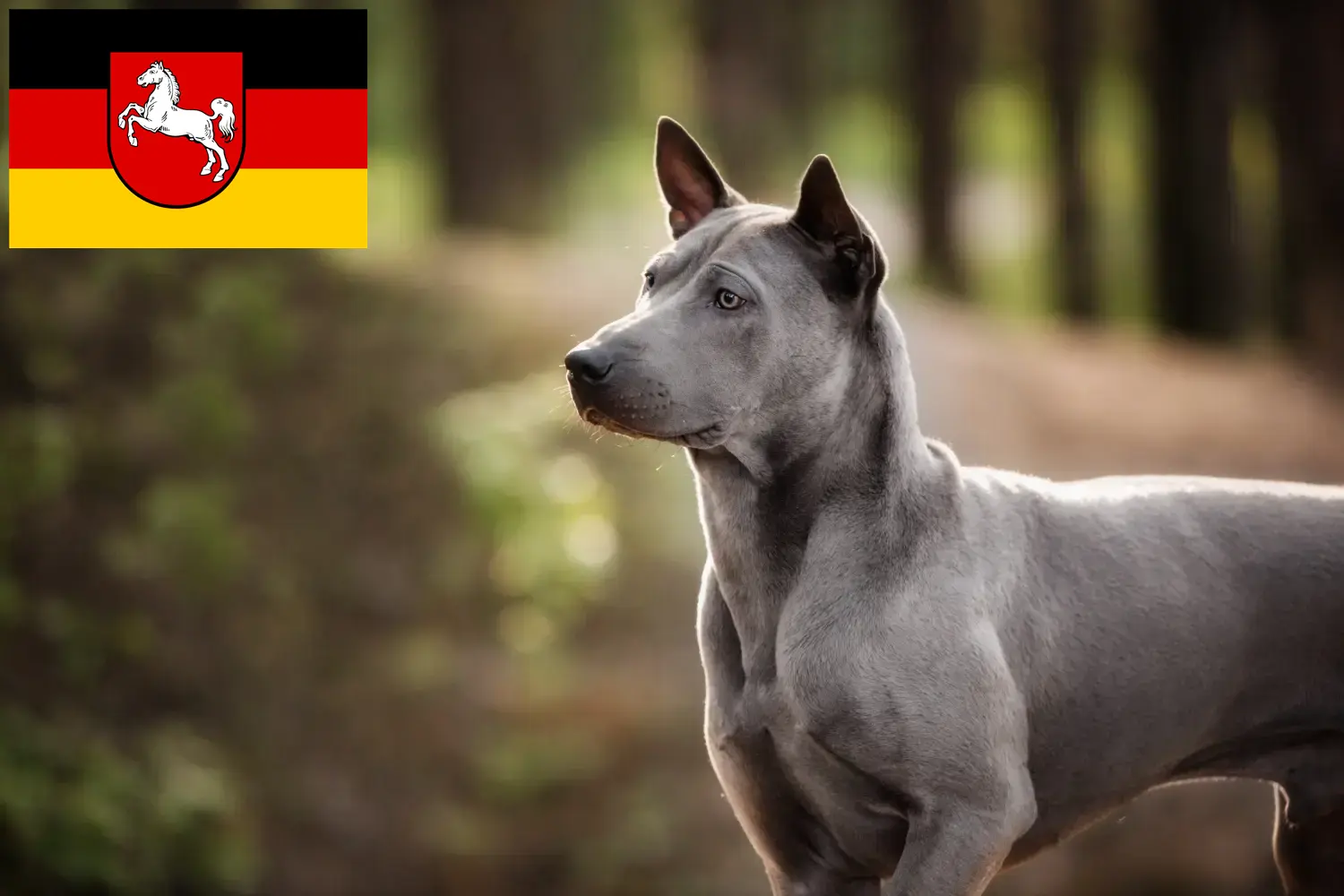 Thai Ridgeback puppies and breeder Lower Saxony Here you can find Thai Ridgeback breeders in Lower Saxony.