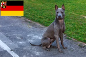 Read more about the article Thai Ridgeback breeders and puppies in Rhineland-Palatinate