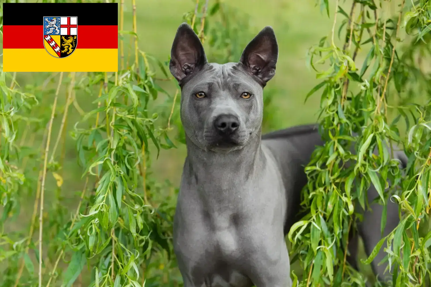 Thai Ridgeback puppies and breeder Saarland Here you can find Thai Ridgeback breeders im Saarland.