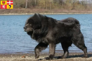 Read more about the article Tibetan Mastiff breeders and puppies in Auvergne-Rhône-Alpes