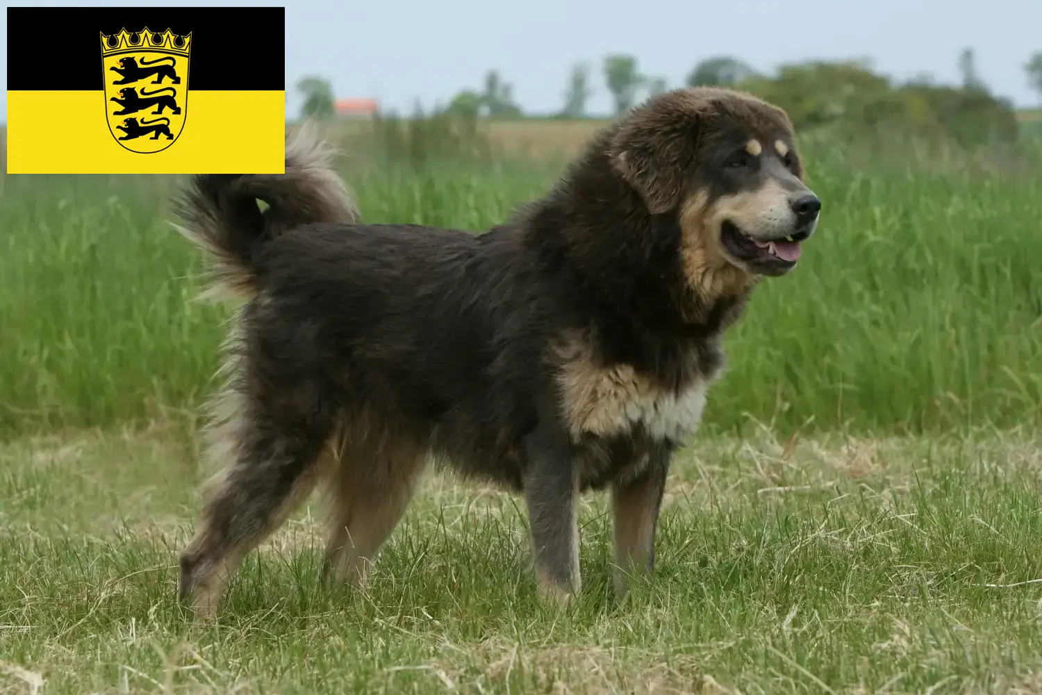 Tibetan Mastiff puppies and breeders Baden-Württemberg Here you can find Tibetan Dog breeders in Baden-Württemberg.