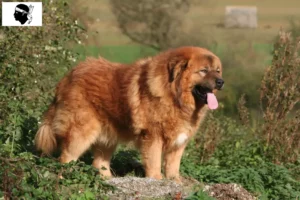 Read more about the article Tibetan Mastiff breeders and puppies in Corsica