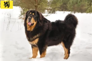 Read more about the article Tibetan Mastiff breeders and puppies in Flanders