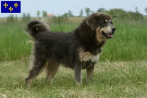 Read more about the article Tibetan Dog breeder and puppies in Île-de-France