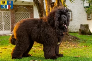 Read more about the article Tibetan Dog breeder and puppies in Moravia-Silesia
