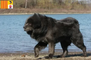 Read more about the article Tibetan Mastiff breeders and puppies in Provence-Alpes-Côte d’Azur