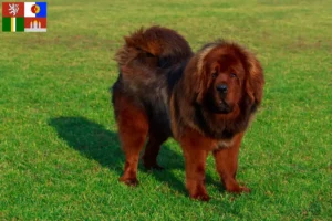 Read more about the article Tibetan Mastiff breeders and puppies in South Bohemia