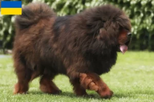 Read more about the article Tibetan Mastiff breeders and puppies in Ukraine