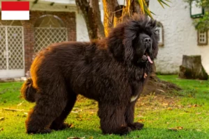 Read more about the article Tibetan Dog breeder and puppies in Vienna