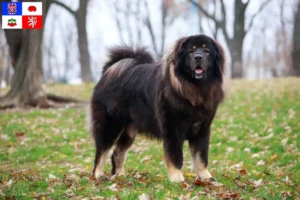 Read more about the article Tibetan Mastiff breeder and puppies in Vysočina