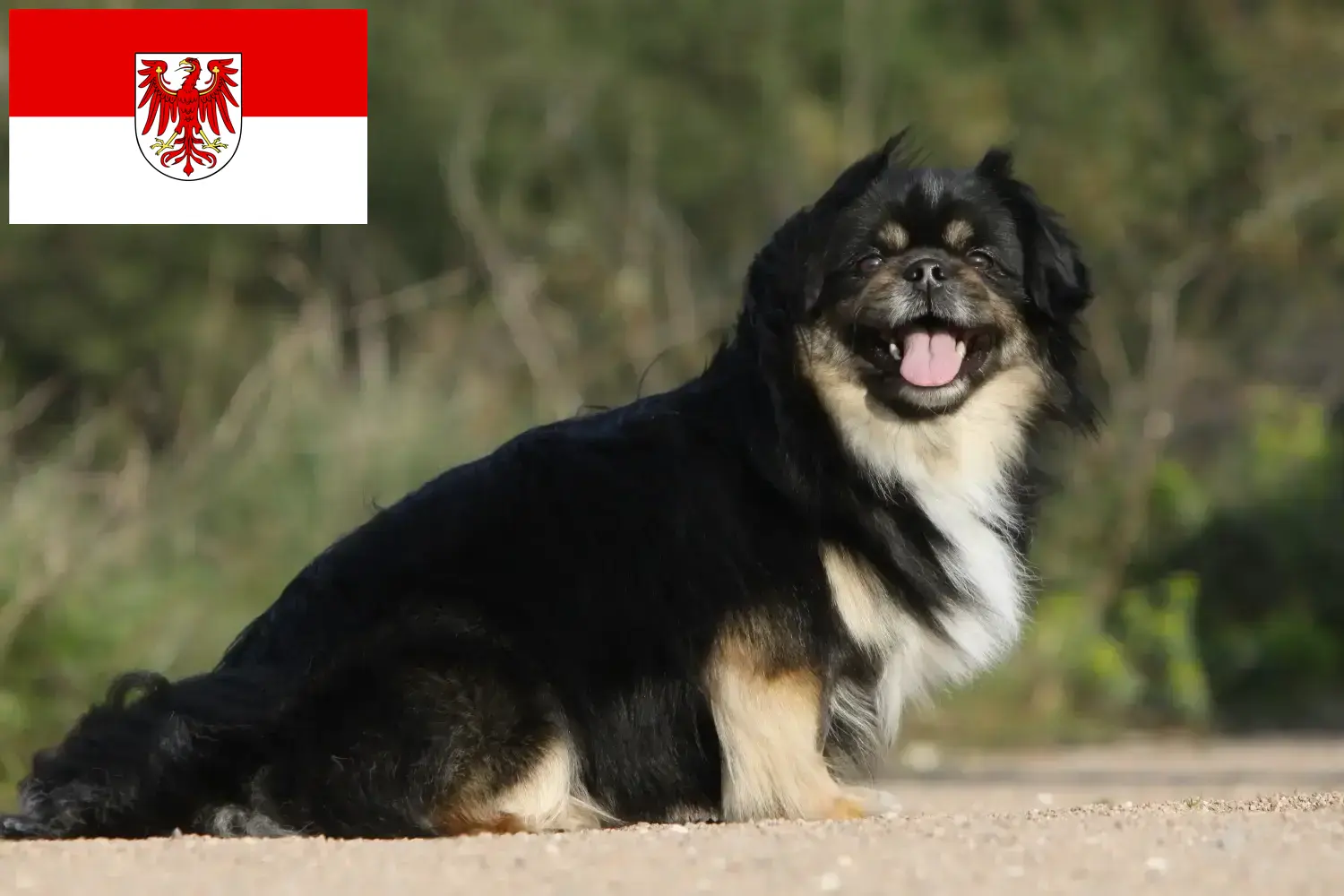 Tibetan Spaniel puppies and breeders Brandenburg Here you can find Tibetan Spaniels breeders in Brandenburg.