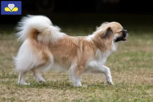 Read more about the article Tibetan Spaniel breeders and puppies in the Brussels-Capital Region