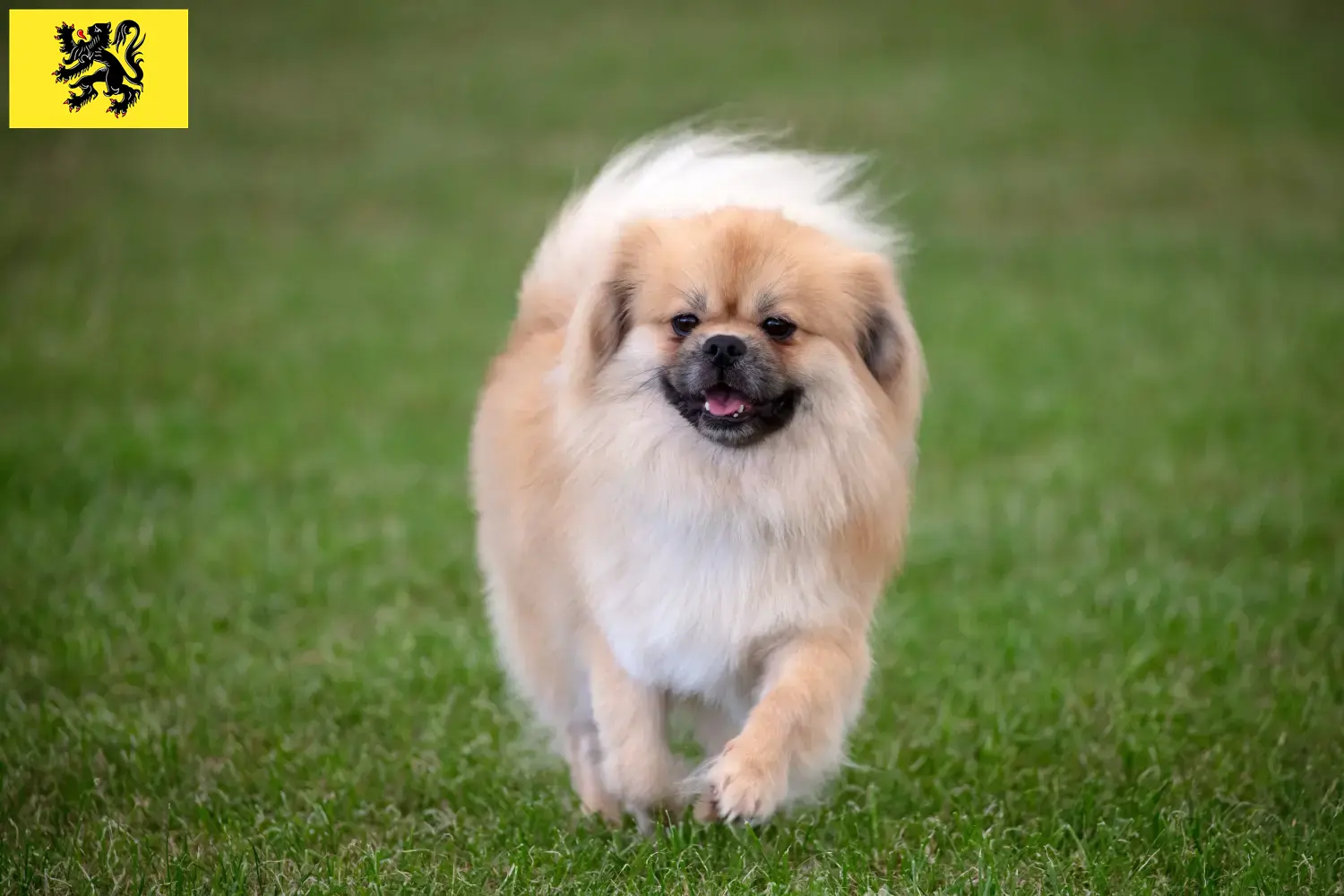Read more about the article Tibetan Spaniel breeders and puppies in Flanders