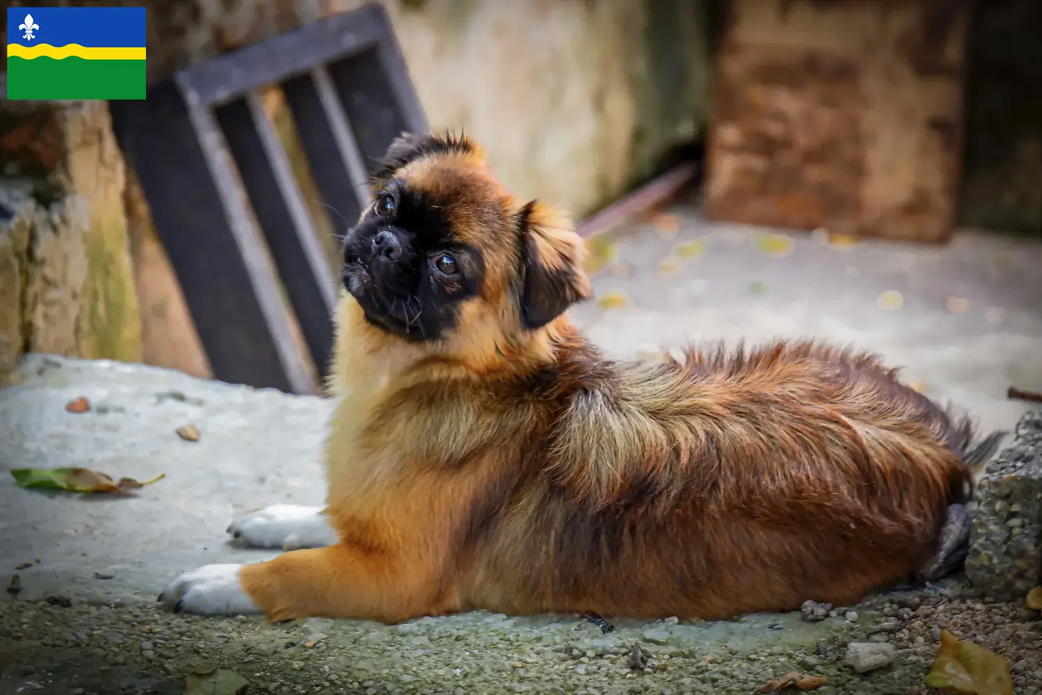 Read more about the article Tibetan Spaniel breeders and puppies in Flevoland