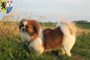 Read more about the article Tibetan Spaniel breeders and puppies in Hauts-de-France