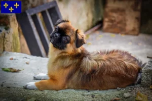 Read more about the article Tibetan Spaniel breeders and puppies in Île-de-France