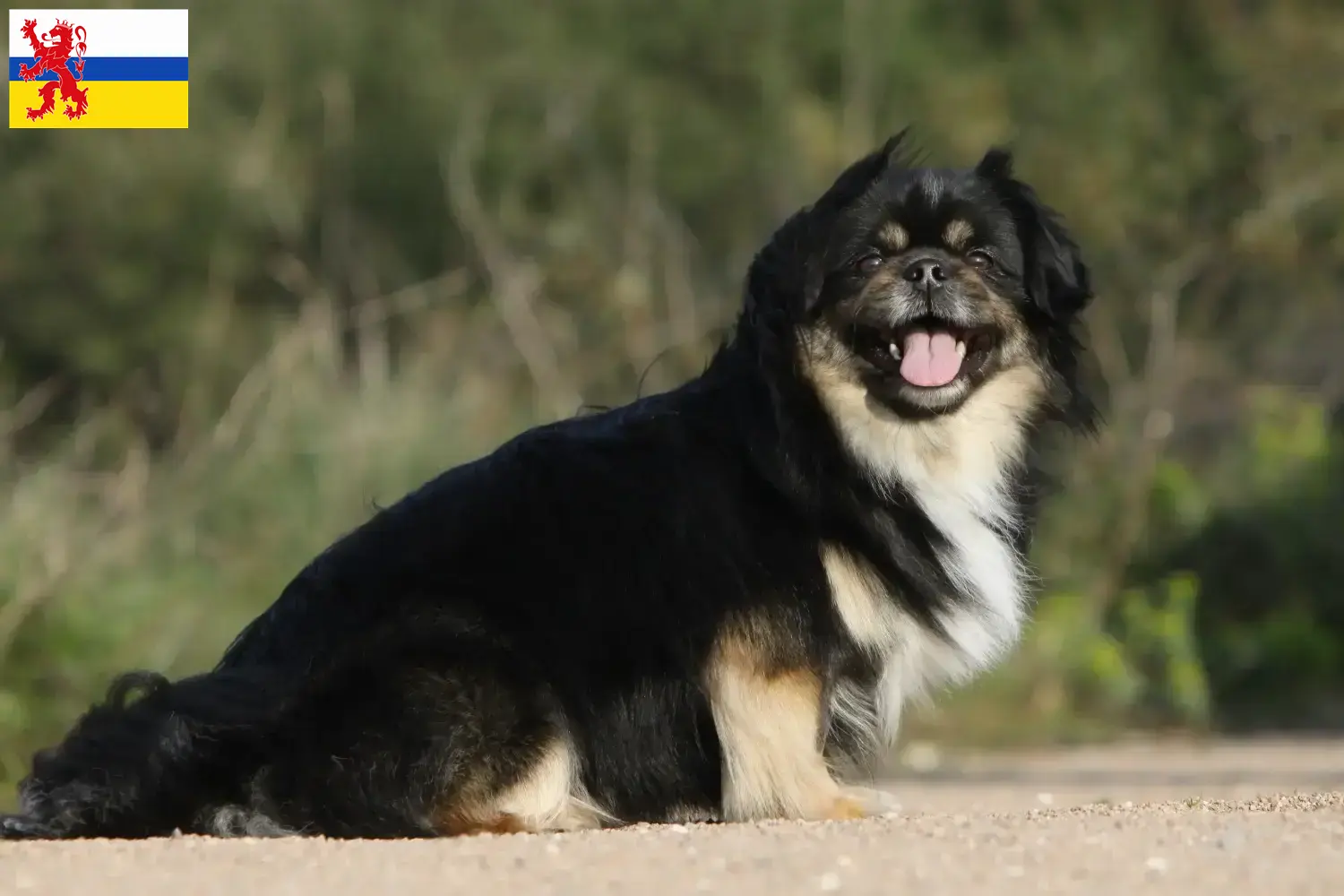 Tibetan Spaniel puppies and breeder Limburg Find Tibetan Spaniels breeders in Limburg.