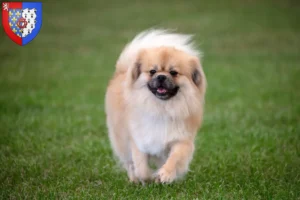 Read more about the article Tibetan Spaniel breeders and puppies in Pays de la Loire
