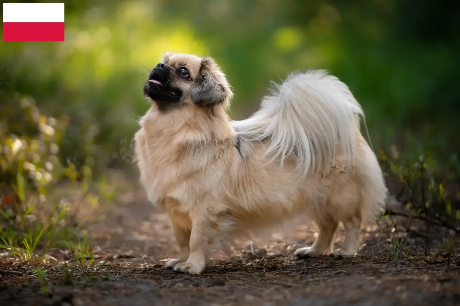 Tibetan Spaniel puppies and breeders Poland Here you can find Tibetan Spaniels breeders in Poland.