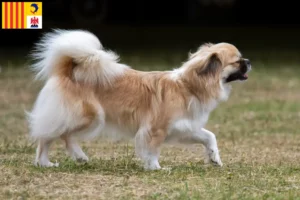 Read more about the article Tibetan Spaniel breeders and puppies in Provence-Alpes-Côte d’Azur