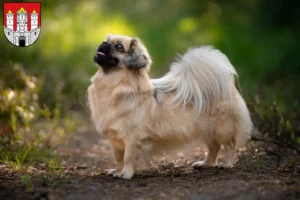 Read more about the article Tibetan Spaniel breeders and puppies in Salzburg