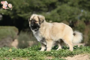 Read more about the article Tibetan Spaniel breeders and puppies in Syddanmark