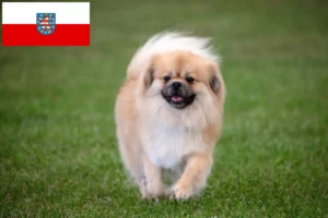Read more about the article Tibetan Spaniel breeders and puppies in Thuringia