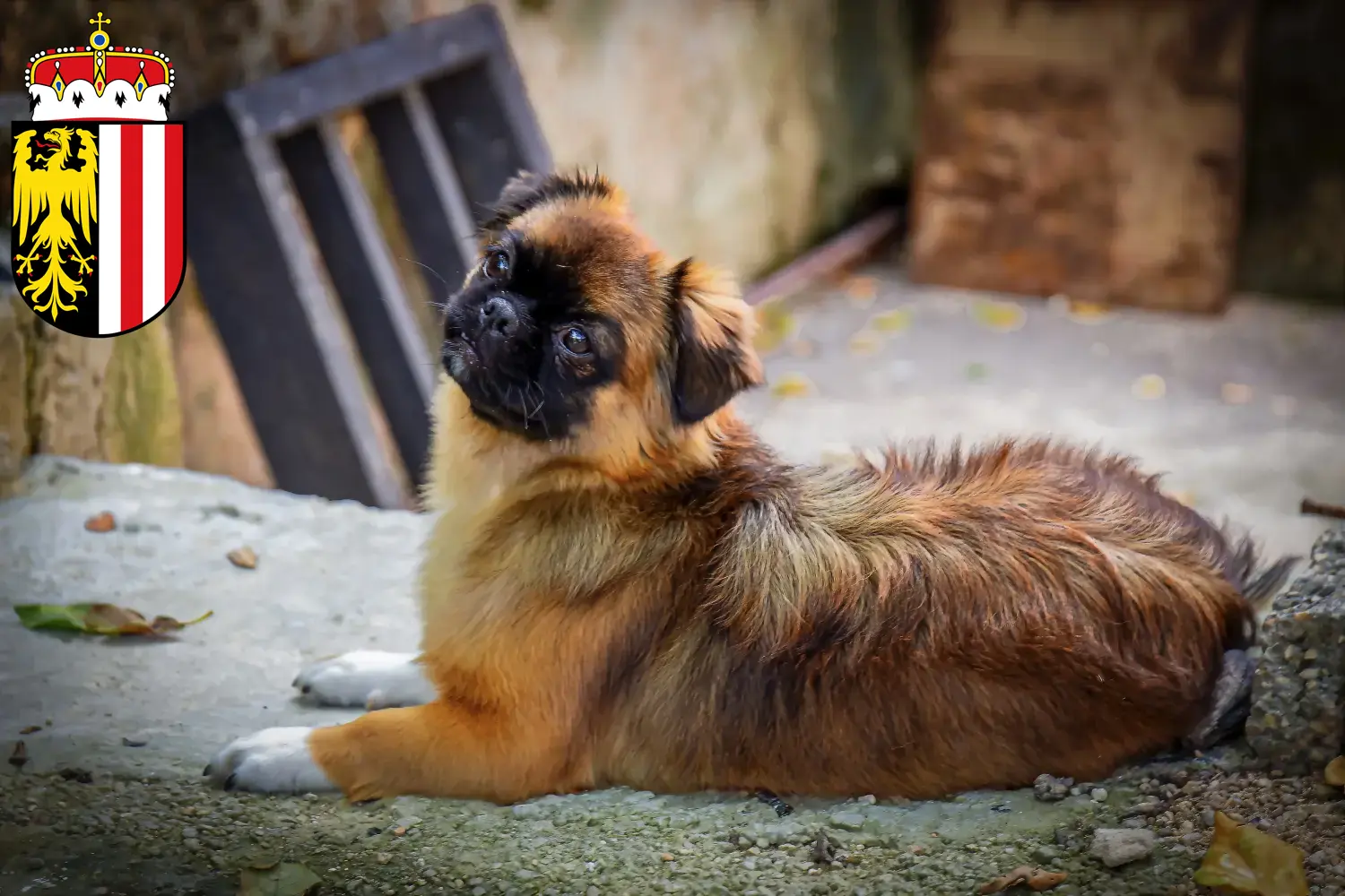 Tibetan Spaniel puppies and breeders Upper Austria Here you can find Tibetan Spaniels breeders in Upper Austria.