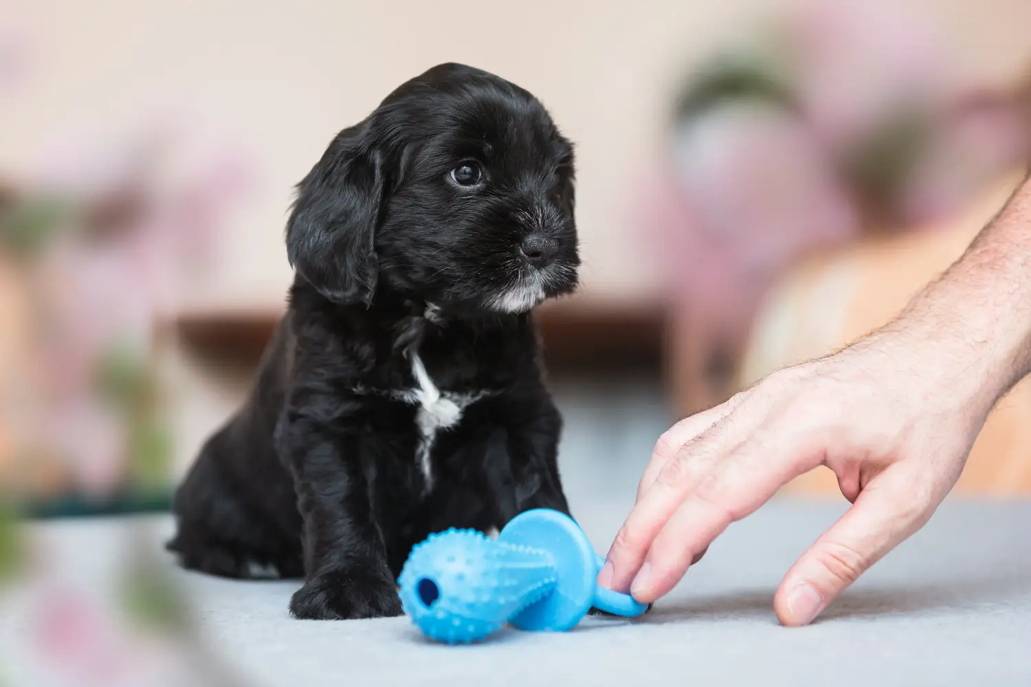 Buying a Tibetan Terrier puppy means taking responsibility! Buy Tibetan Terrier puppies.
