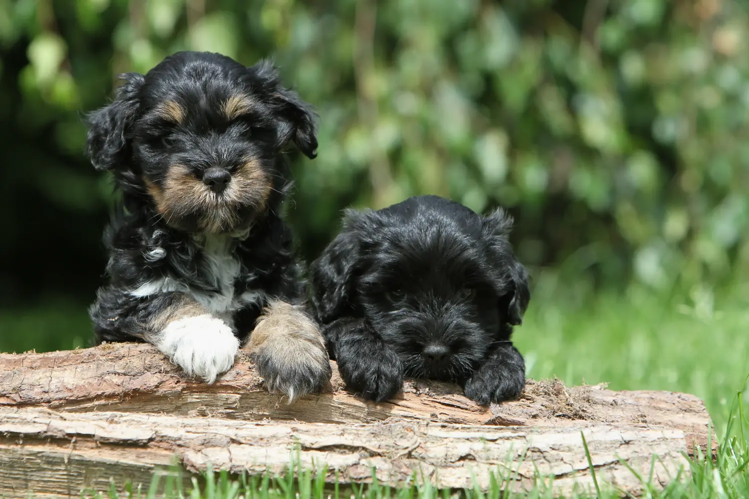 Buying a Tibetan Terrier puppy means taking responsibility! Buy Tibetan Terrier puppies.