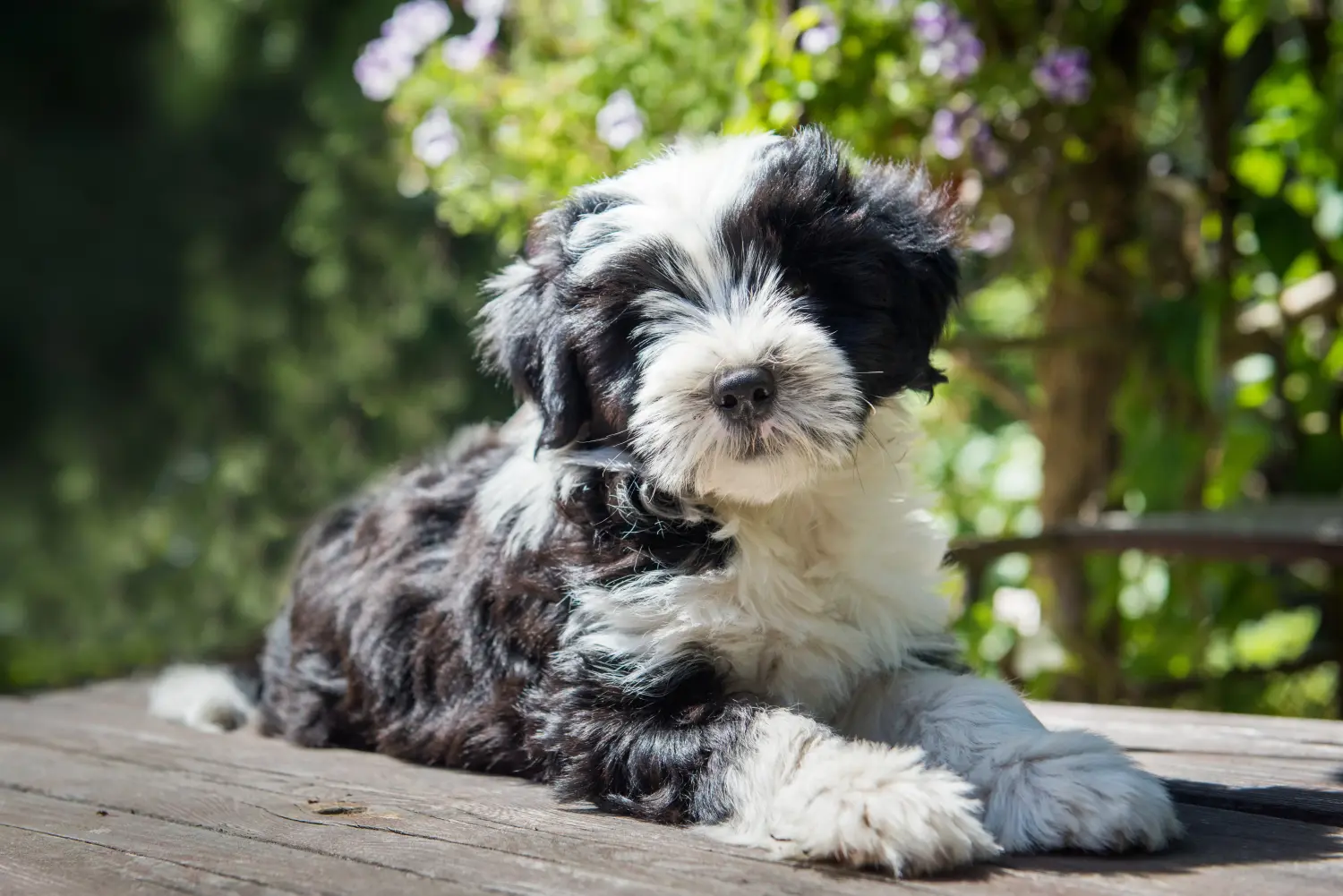 Buying a Tibetan Terrier puppy means taking responsibility! Buy Tibetan Terrier puppies.
