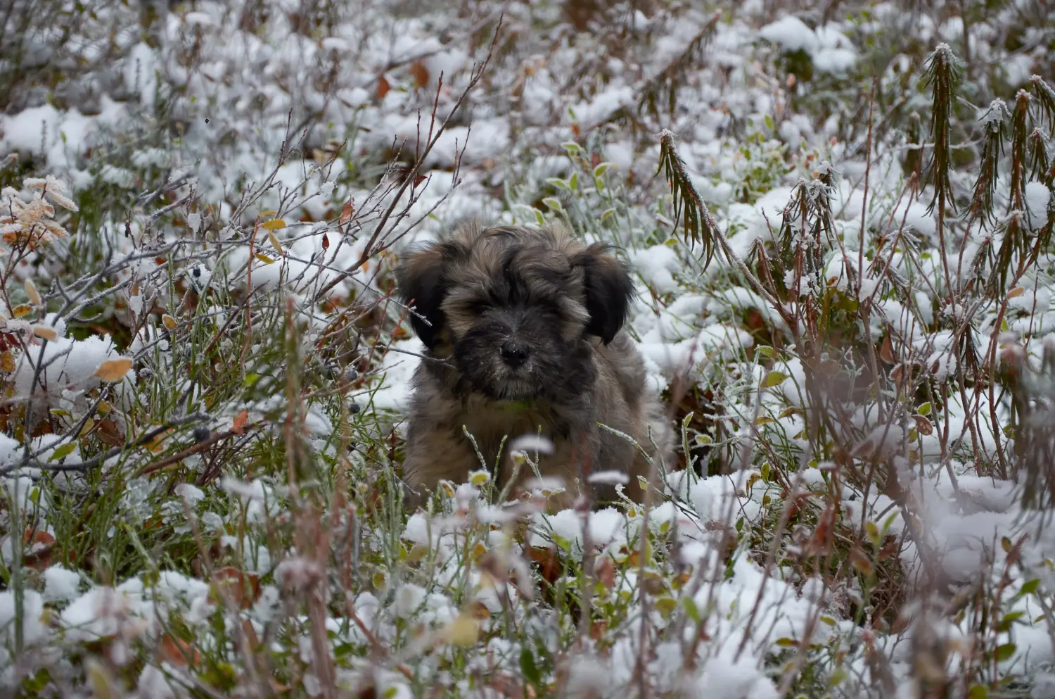 Buying a Tibetan Terrier puppy means taking responsibility! Buy Tibetan Terrier puppies.