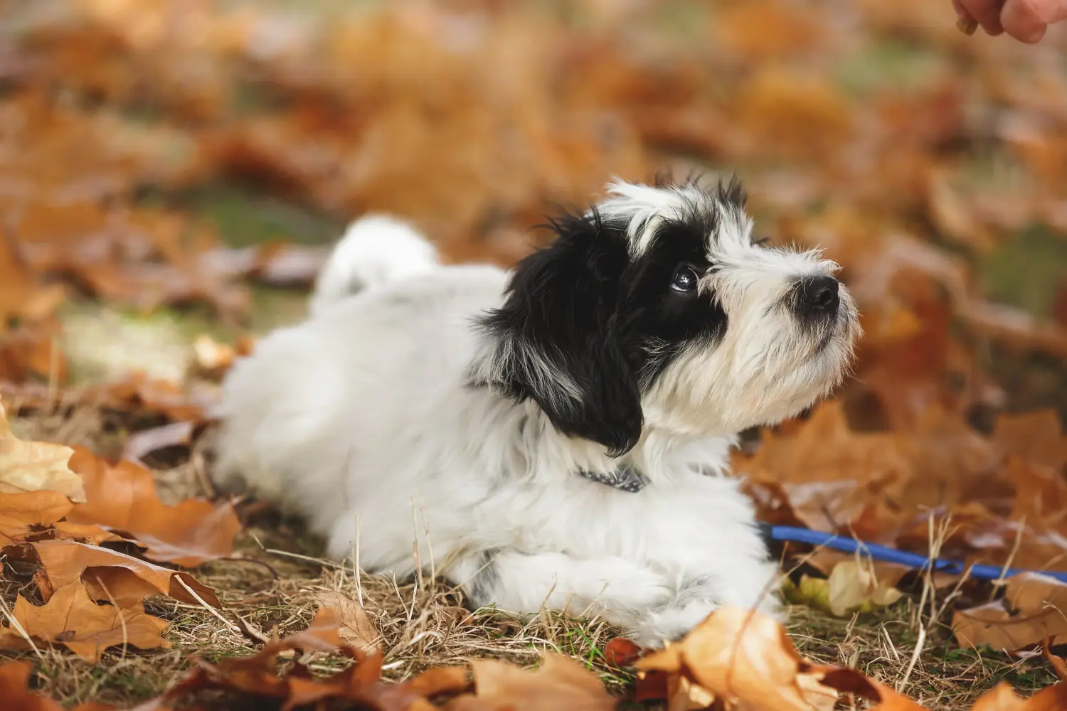Buying a Tibetan Terrier puppy means taking responsibility! Buy Tibetan Terrier puppies.