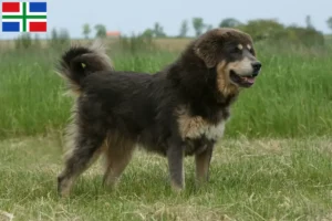 Read more about the article Tibetan Dog breeder and puppies in Groningen