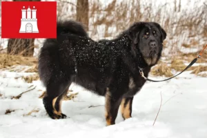 Read more about the article Tibetan Dog breeder and puppies in Hamburg