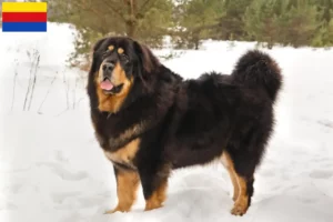 Read more about the article Tibetan Dog breeder and puppies in North Holland