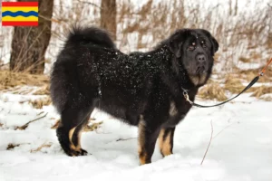 Read more about the article Tibetan Dog breeder and puppies in Overijssel