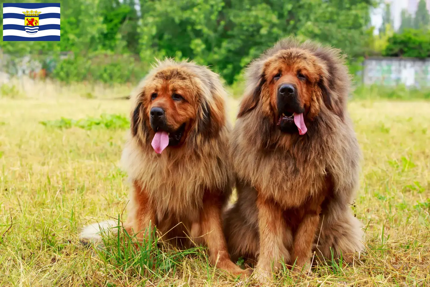 Read more about the article Tibetan Dog breeder and puppies in Zeeland