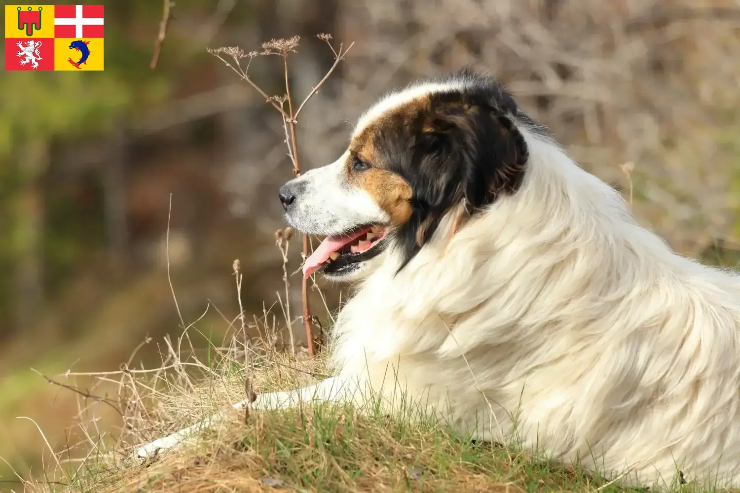 Tornjak puppies and breeders Auvergne-Rhône-Alpes Here you can find Tornjak breeders in Auvergne-Rhône-Alpes.