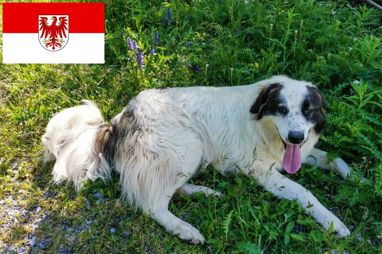 Tornjak puppies and breeders Brandenburg Here you can find Tornjak breeders in Brandenburg.