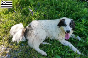 Read more about the article Tornjak breeders and puppies in Brittany
