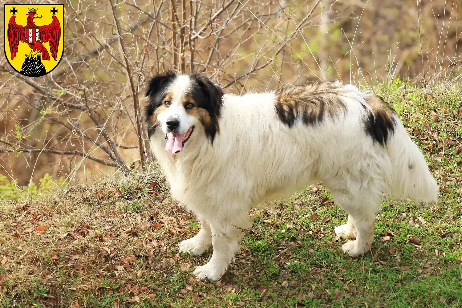 Tornjak puppies and breeders Burgenland Here you can find Tornjak breeders im Burgenland.