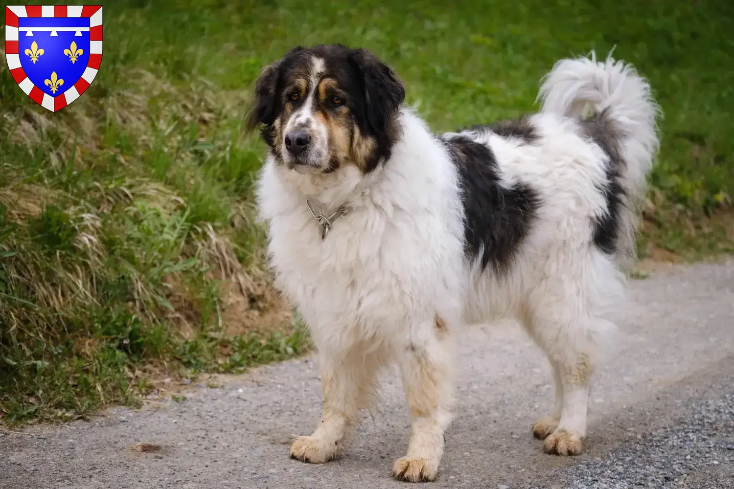 Tornjak puppies and breeders Centre-Val de Loire Here you can find Tornjak breeders in Centre-Val de Loire.