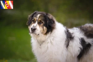 Read more about the article Tornjak breeders and puppies in Grand Est