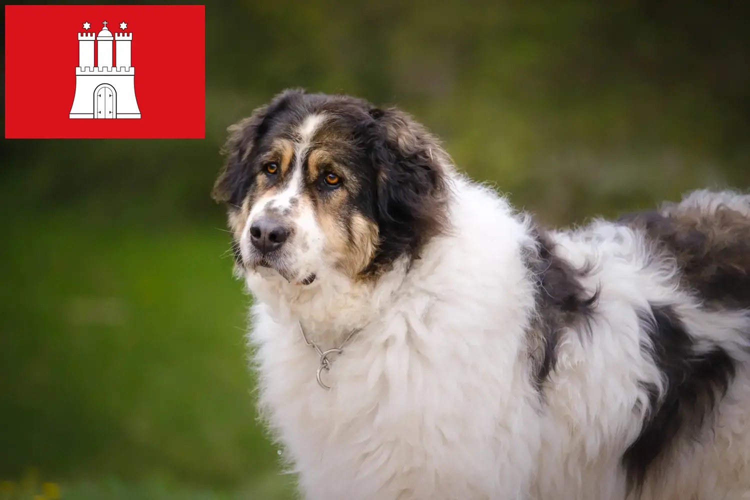 Tornjak puppies and breeders Hamburg Here you can find Tornjak breeders in Hamburg.