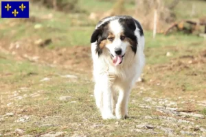 Read more about the article Tornjak breeders and puppies in Île-de-France